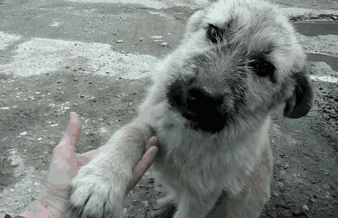 给狗喂吃的会咬你手吗,给狗喂饭要咬到手吗