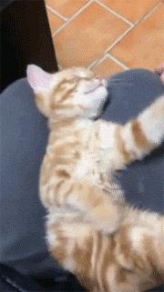 猫咪踩奶的时候看着猫咪会喵喵叫,怎么教不会踩奶的猫咪踩奶