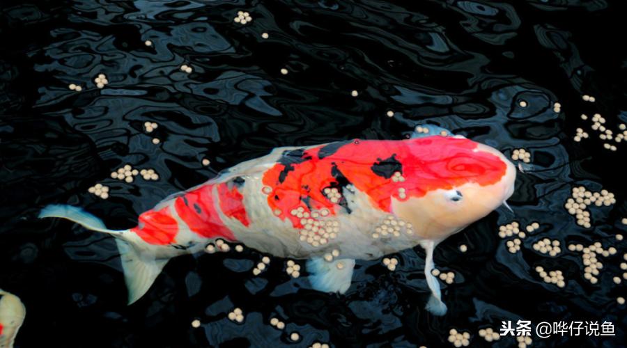 锦鲤是观赏鱼之王么,龙鱼和锦鲤哪个是真正的风水鱼