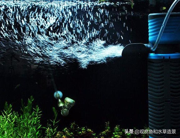 养鱼养五条有什么讲究介绍,养鱼养7条有什么意义