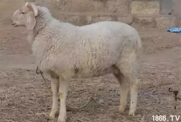最厉害的10种羊,最好的种羊是什么品种呢