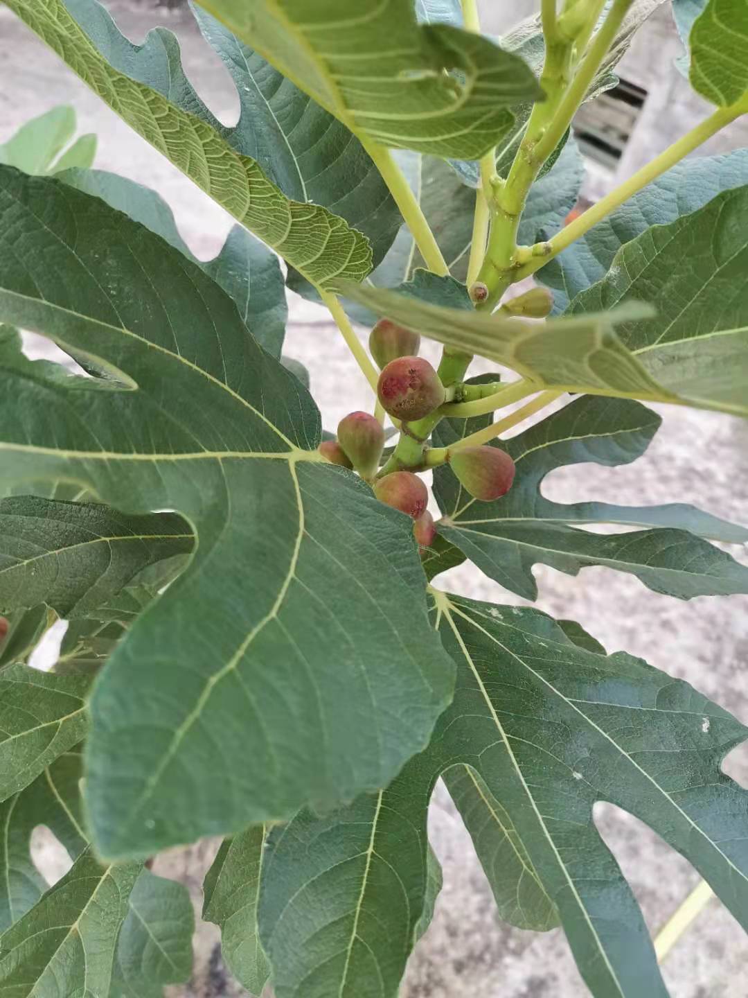 无花果盆栽种植方法和技巧,无花果盆栽种植方法