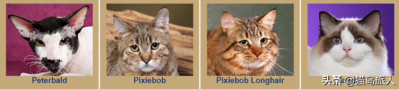 猫咪分类大全,猫咪分类
