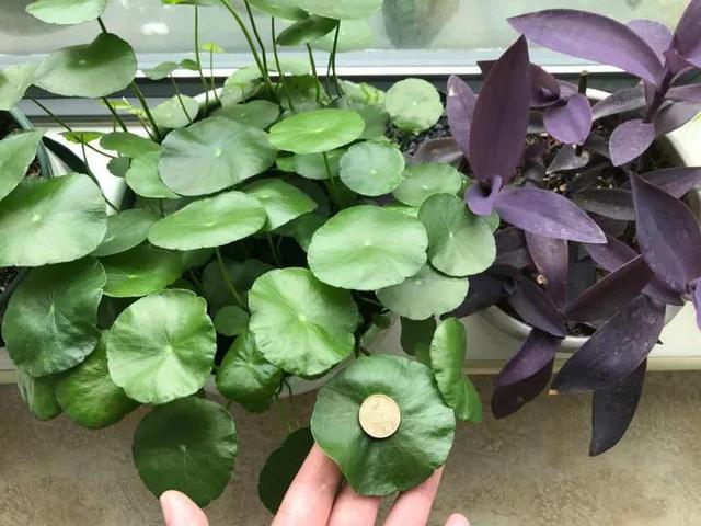 3种“喜水花”，春天多喂一点水，咕噜咕噜窜大个，特喜人