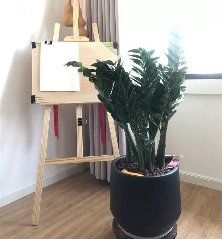 养花新手不知道养什么，就选这几种植物，轻松养爆盆