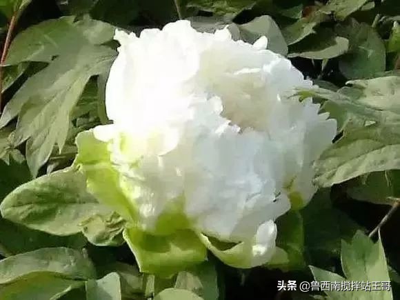 牡丹十大品种九大花系,牡丹进口品种图片及名称