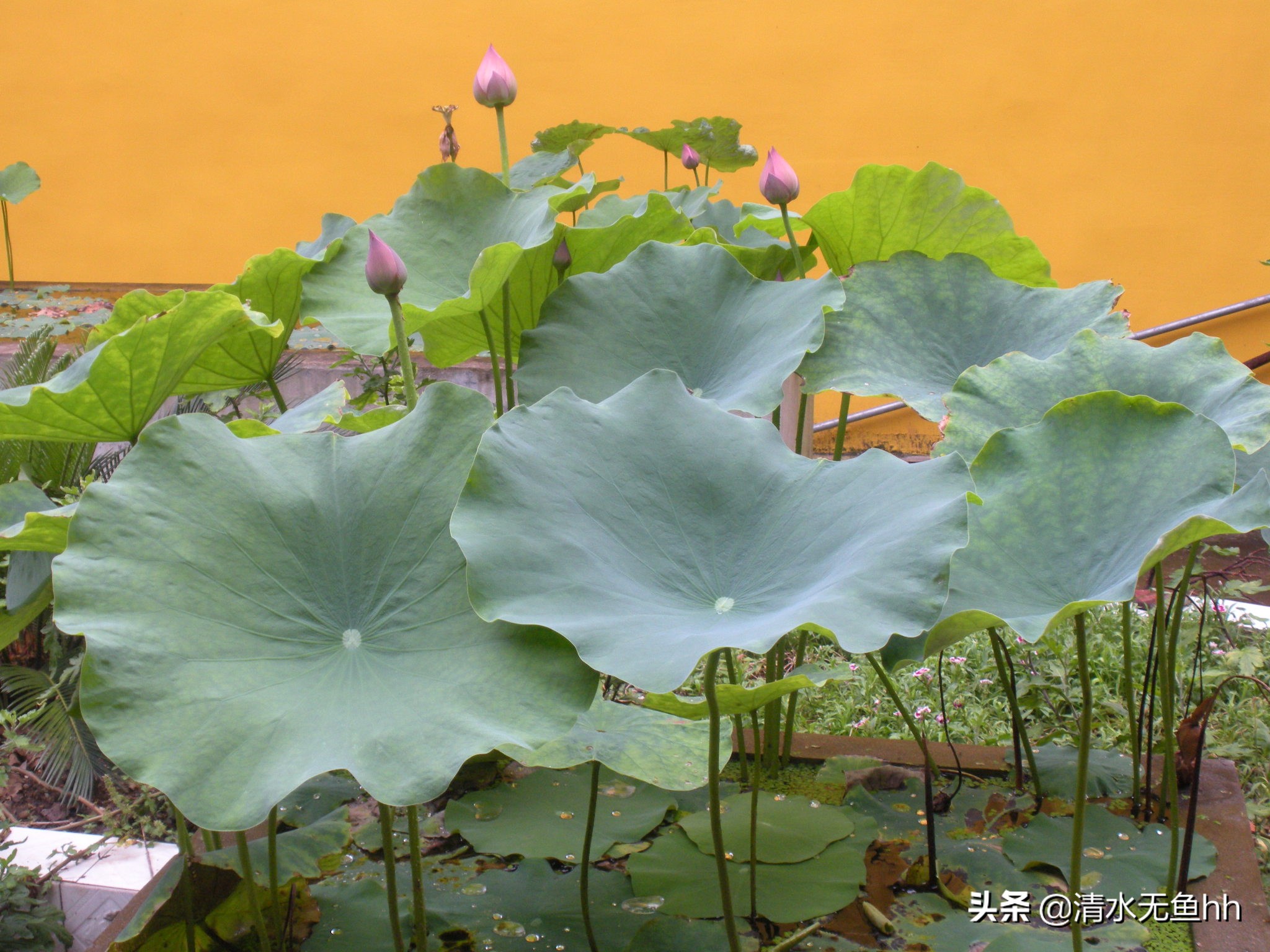 铜钹山九仙湖简介,千年禁地铜钹山