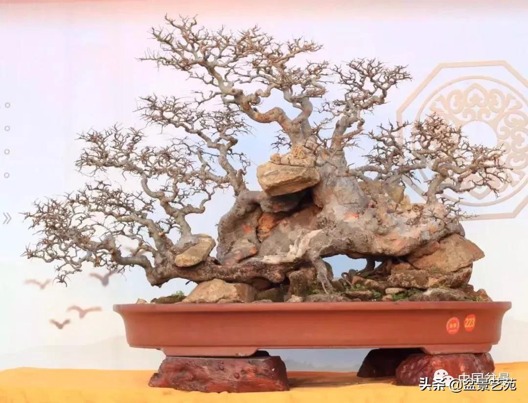 玩盆景必备栽种知识,观赏盆景的意境