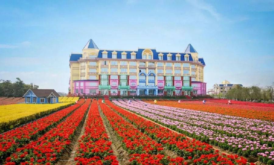 去百万葵园旅游,带小孩去百万葵园玩