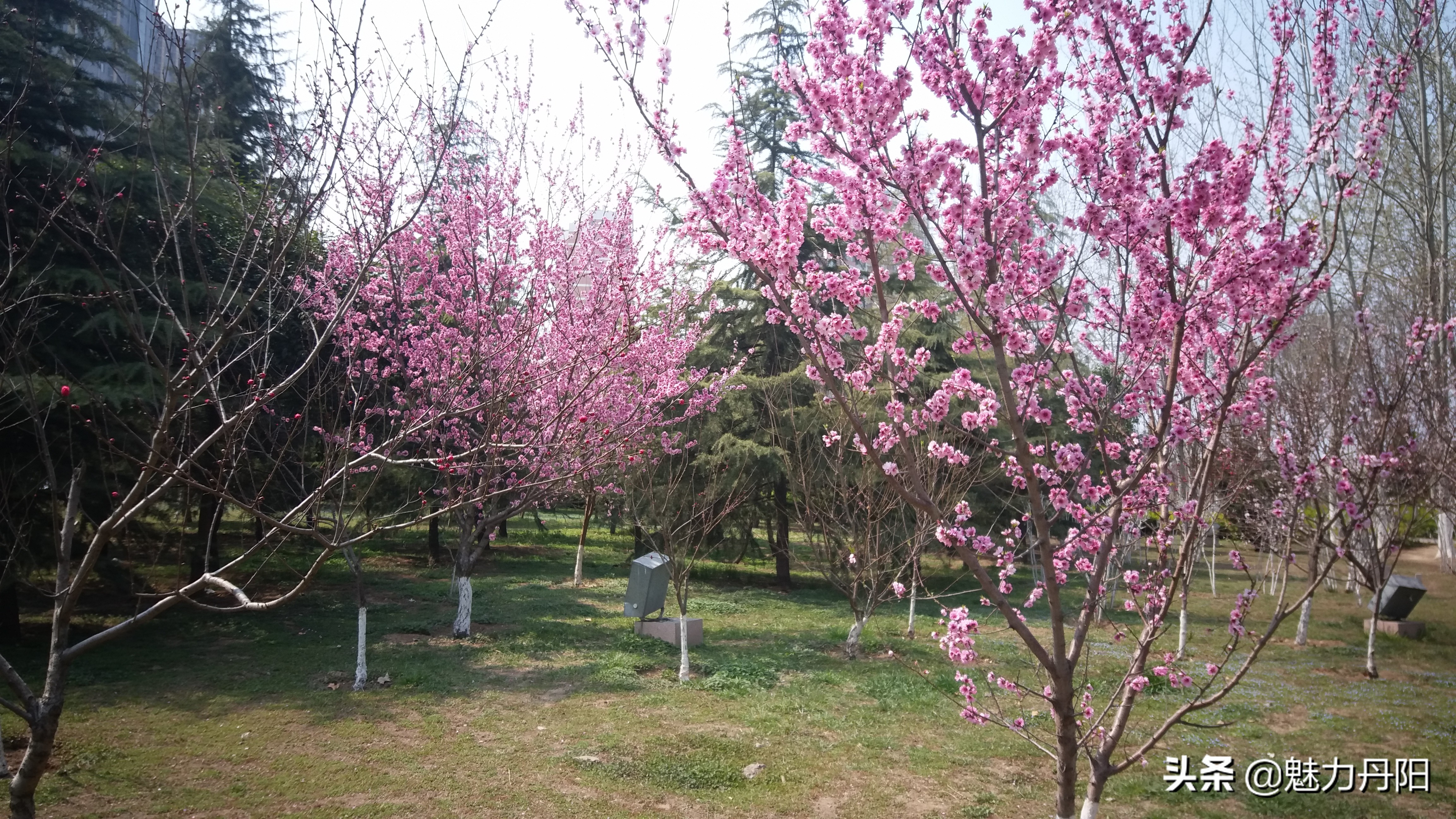 红旗飘扬春潮涌,专题片解说词——菏泽市开发区丹阳街道科学发展纪实