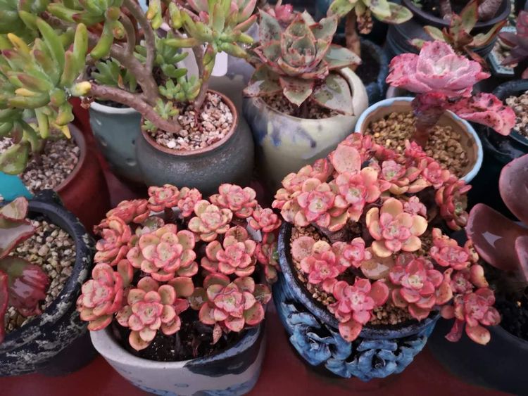 误打误撞的多肉情缘,带我走进多肉小世界!