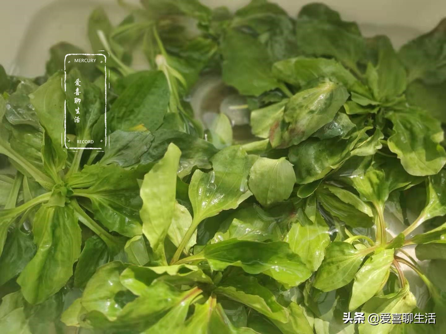 车前草新鲜,哪个季节的车前草泡水喝最好