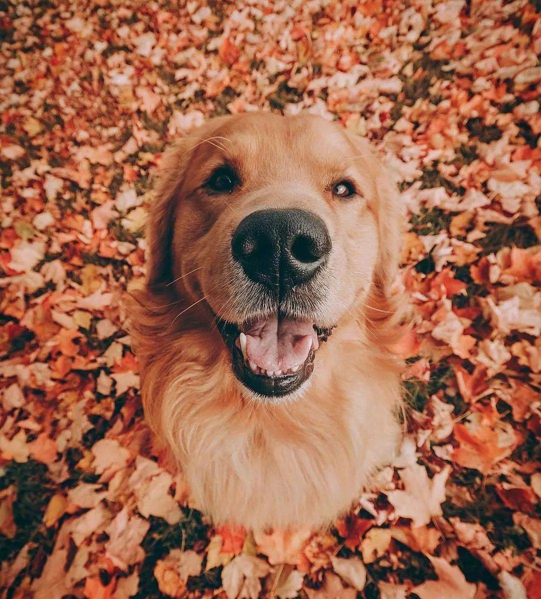 绘画参考素材狗可爱,绘画土狗图片