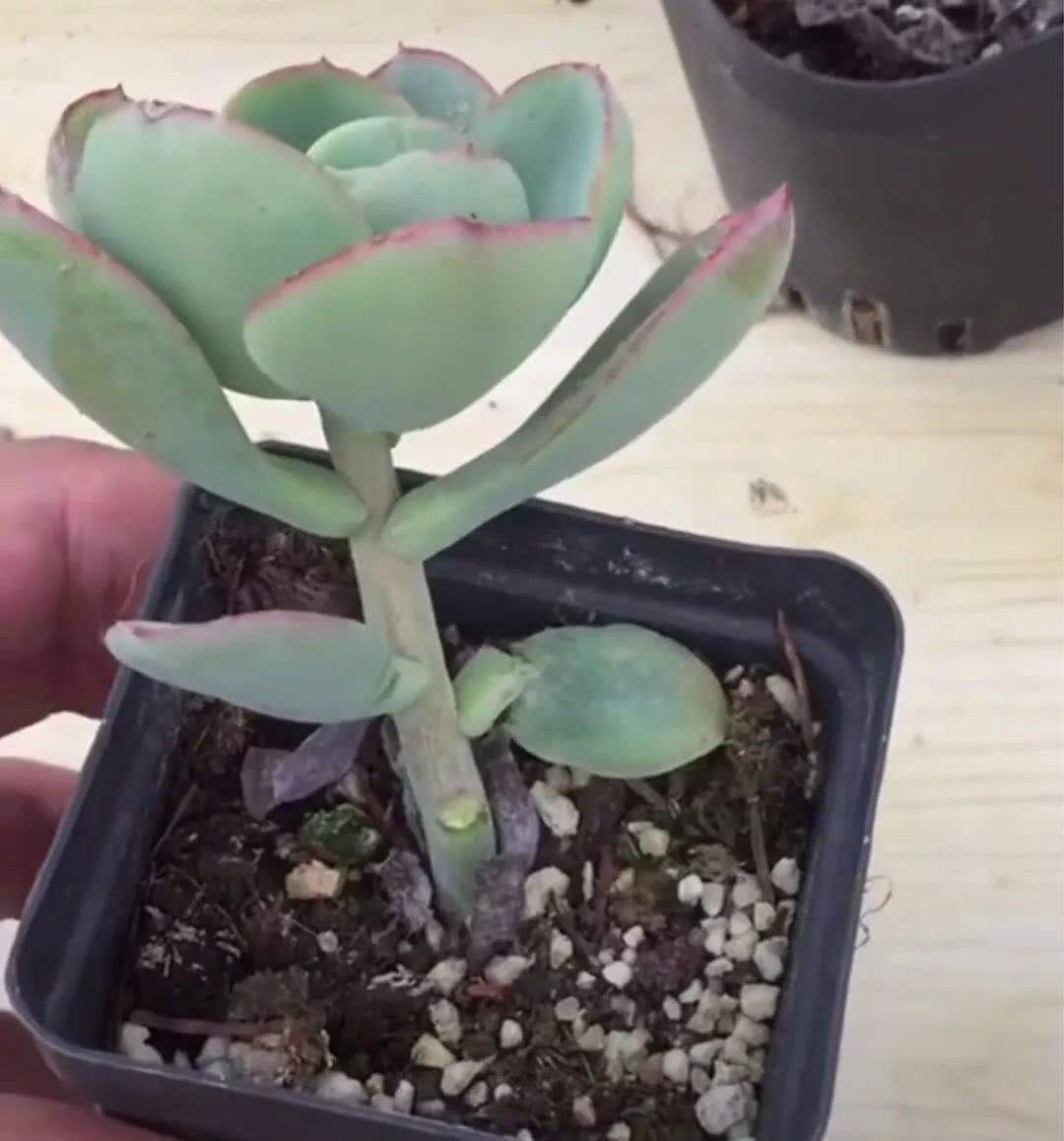 多肉中不易徒长的品种,多肉徒长的三个秘密