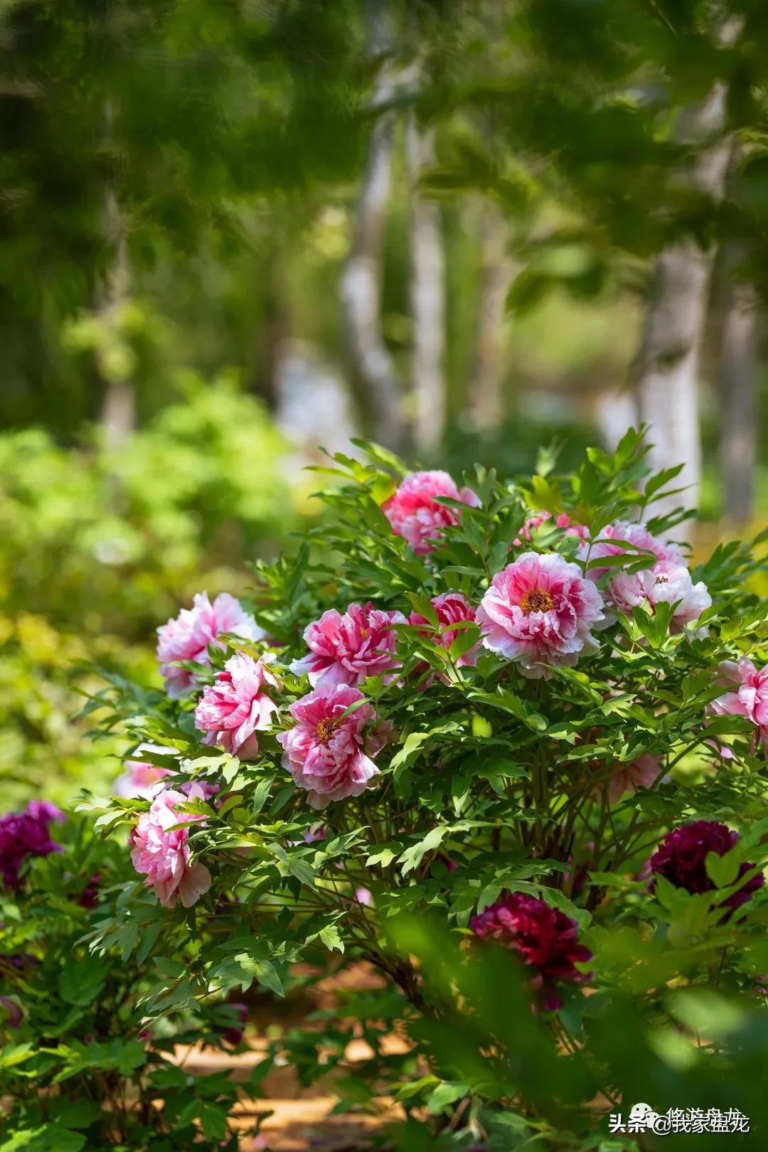 100张照片一百种幸福,100张图片带你去云南