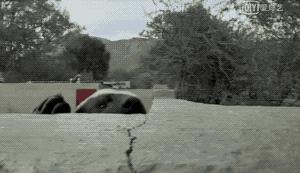 平头哥蜜獾照片,蜜獾平头哥动物科普