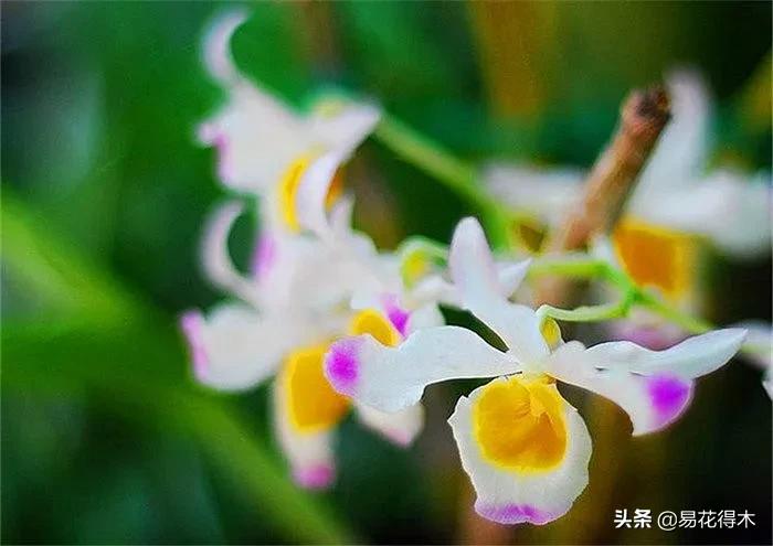 条状石斛和钉状石斛的区别,翅梗石斛与黑毛石斛的区别