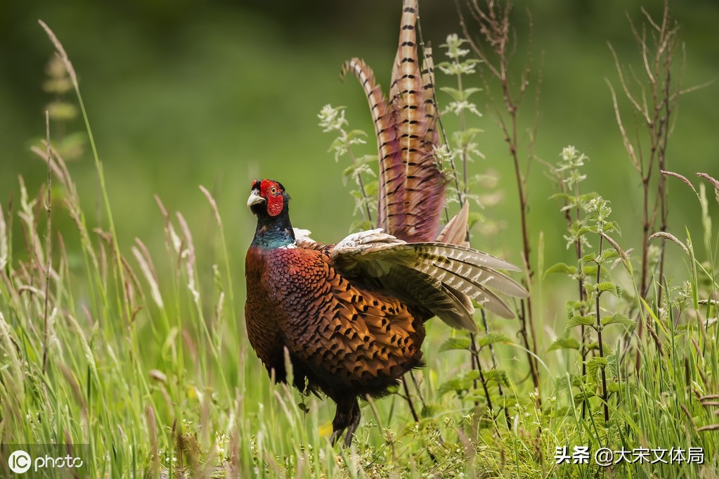 被神化的野鸡：看商代大臣如何借题发挥进行改革