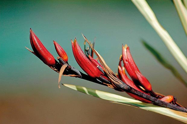 新西兰抗衰老药,新西兰初抗老