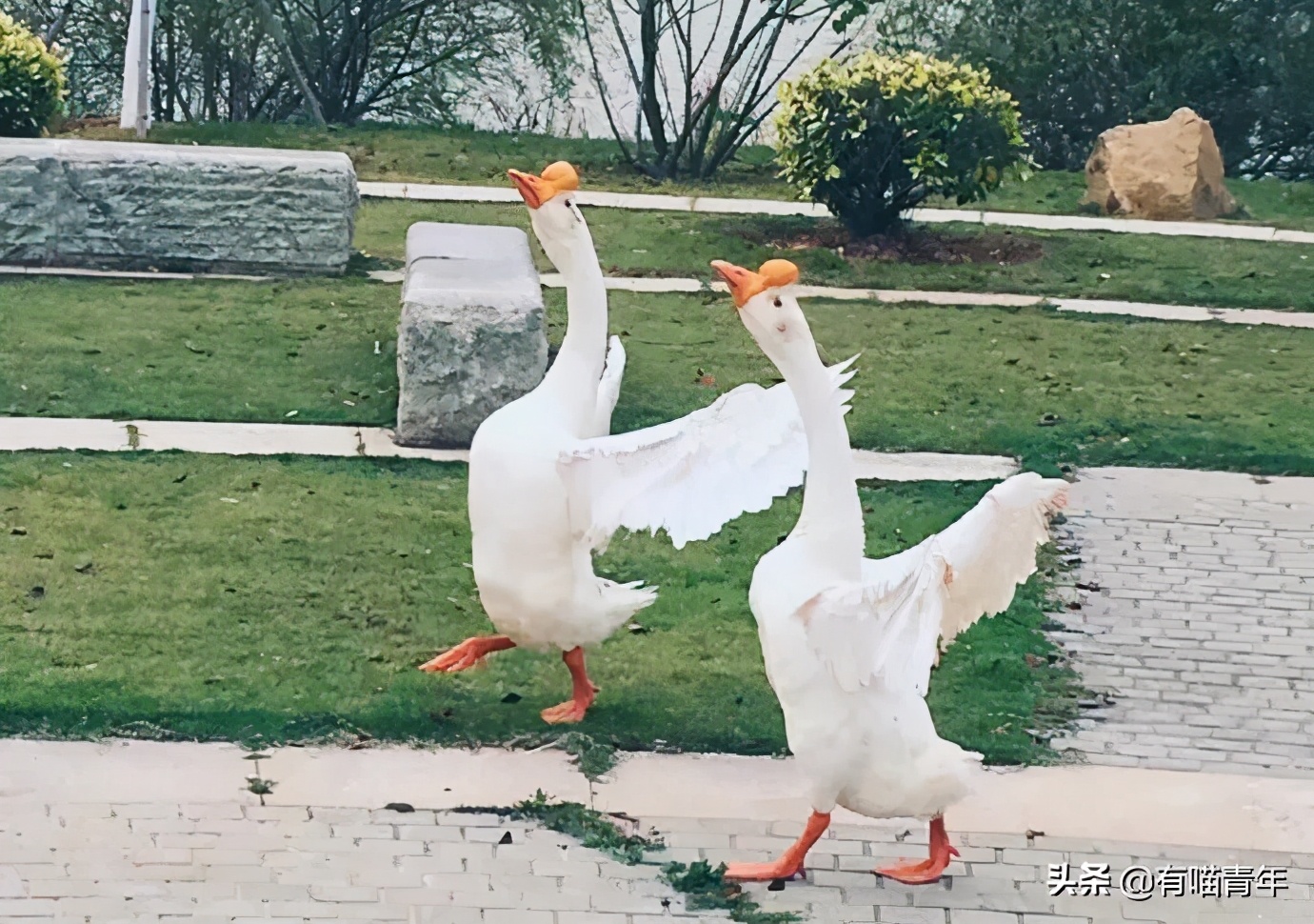 北大猫咪图鉴,中国人民大学猫咪图鉴