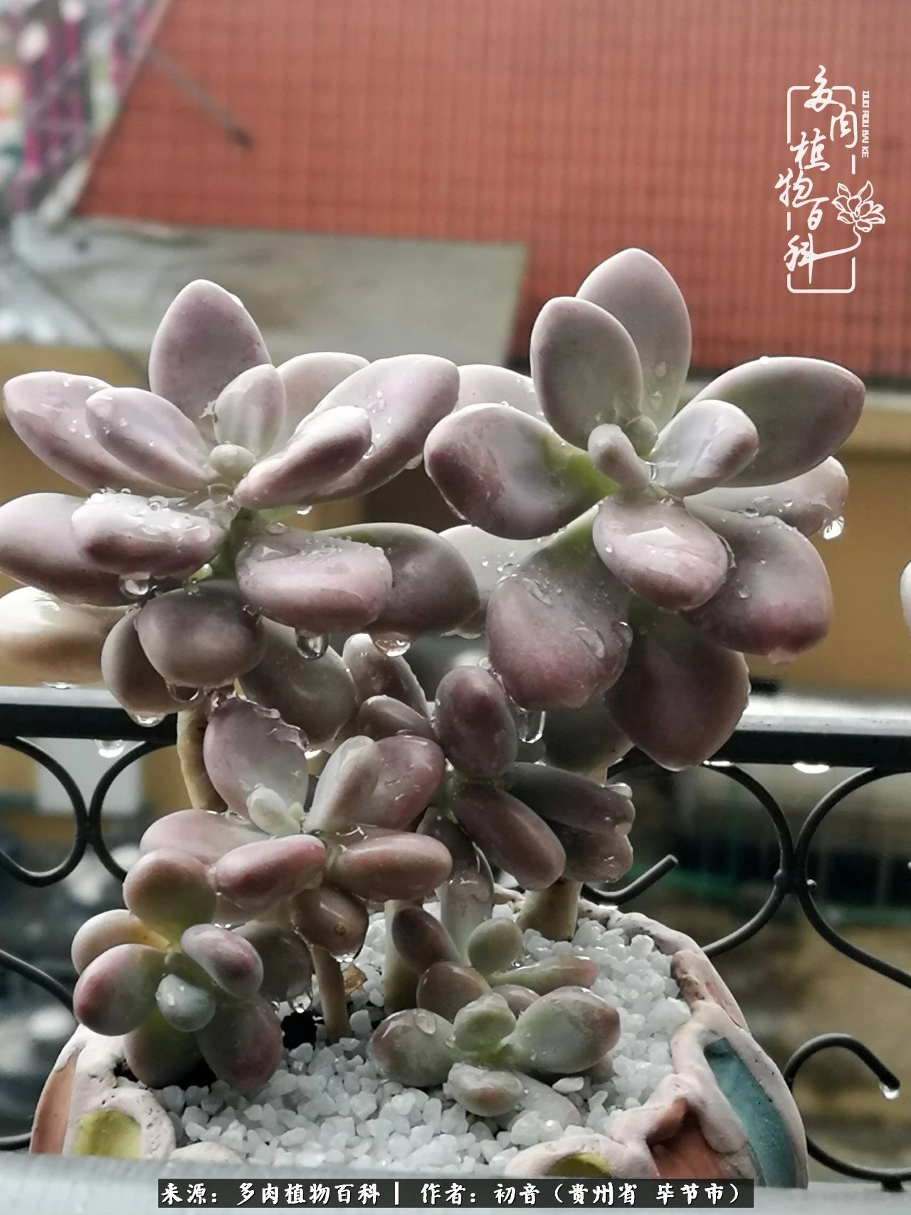 和多肉共度美好时光,与多肉一起成长