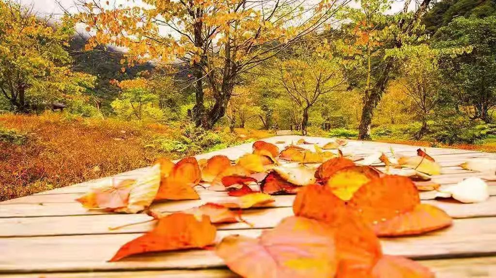 红了！黑竹沟迎来颜值巅峰，分分钟带你穿越五彩童话世界