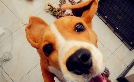 狗狗为什么总喜欢扑上来,狗狗为什么会扑向主人