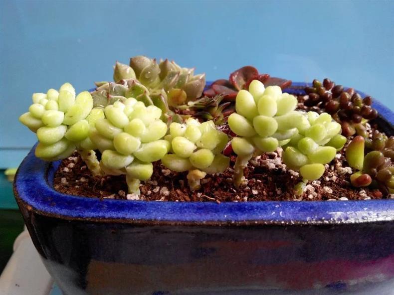 多肉叶插的正确正反方法,多肉蓝石莲叶插出苗后怎么管理