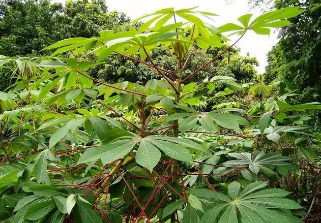 客家木薯粉块怎么吃,广式木薯糖怎么做好吃