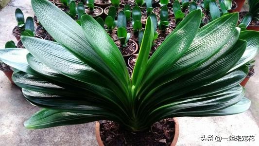 养君子兰掌握浇水小技巧,家庭养君子兰浇水方法