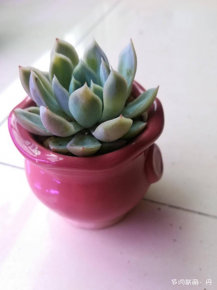 多肉长大了越来越好看,服盆期多肉变小