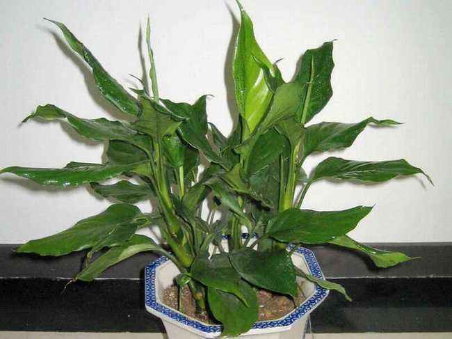 万年青栽培及养护注意事项,万年青如何栽培养护