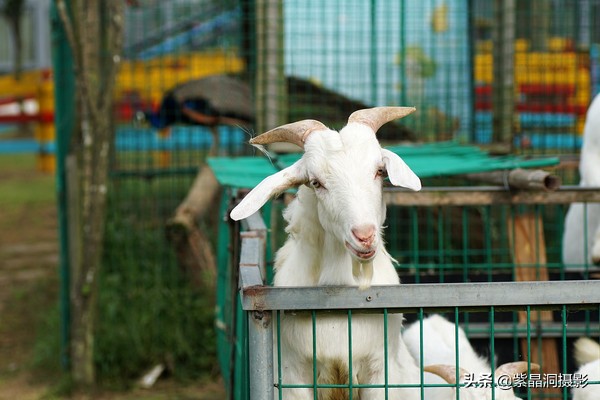 上海崇明小岛旅游,崇明周末自驾游明珠湖度假村