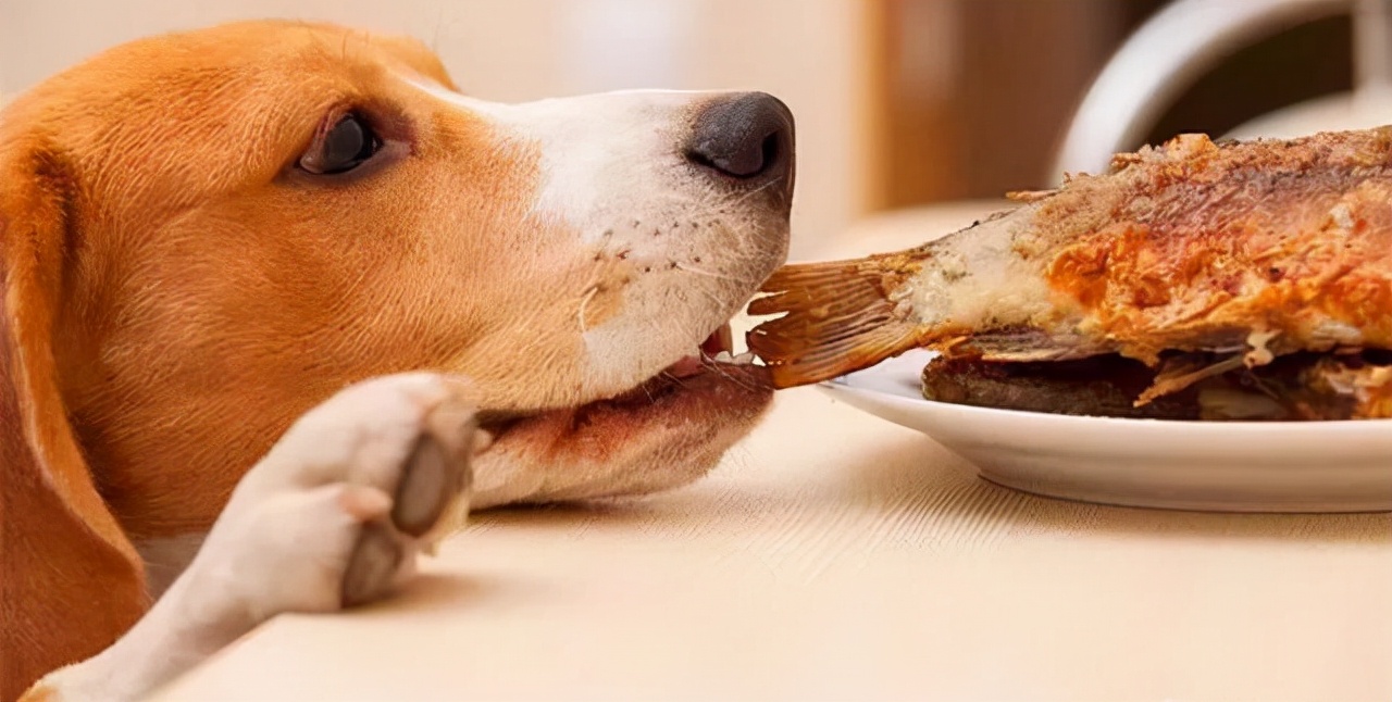 狗狗毛发粗糙怎么改善,狗狗毛发干燥可以擦橄榄油吗