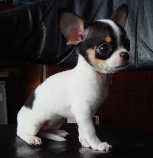 全世界100种名贵狗,世界上46多种名狗图文说明