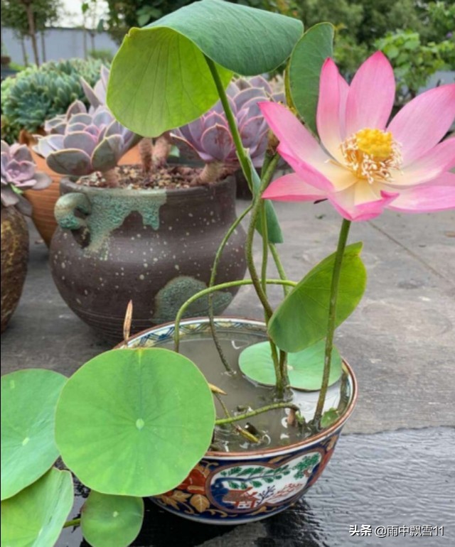 如何正确养碗莲才能让碗莲开花,碗莲怎么养才不烂叶子