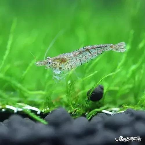 草缸常见10种藻类的解决方法,草缸藻类生物防治方法