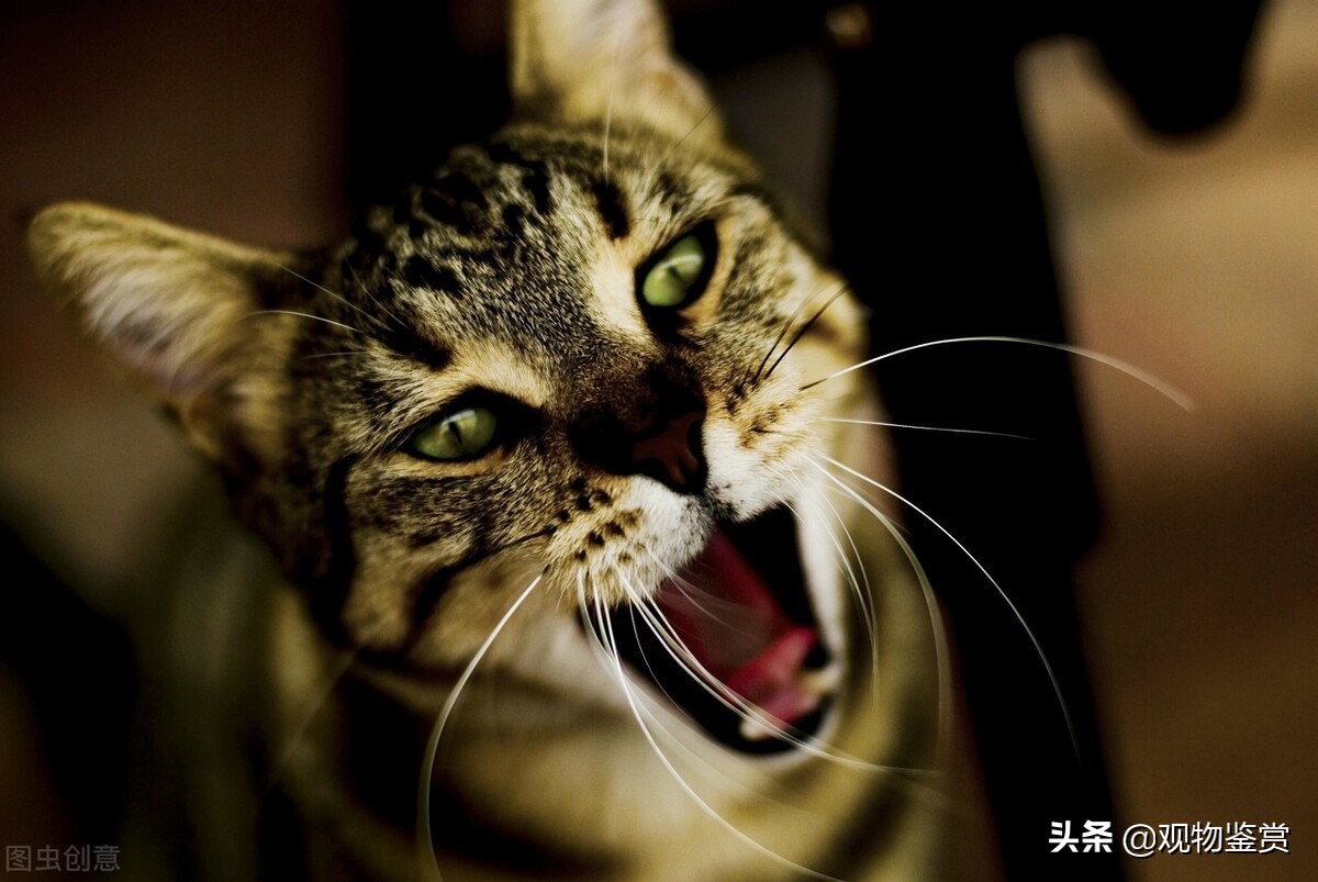 猫的生理结构决定了它特殊的需求,猫到晚上不停的叫是怎么回事