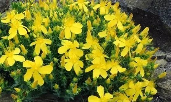 岩石花园景区,岩石园常用花卉