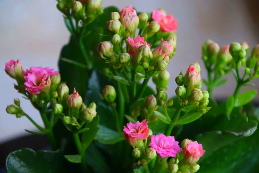 长寿花常见问题和解决方法,长寿花的常见病怎么治疗