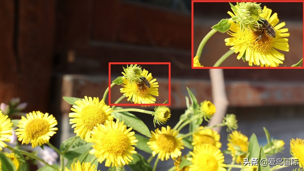 佳能eosr6详细参数曝光诚意满满,佳能发布新eosr6全画幅相机