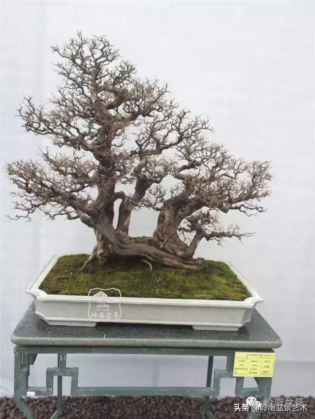 最美的100盆雀梅盆景,雀梅盆景第一年修剪视频