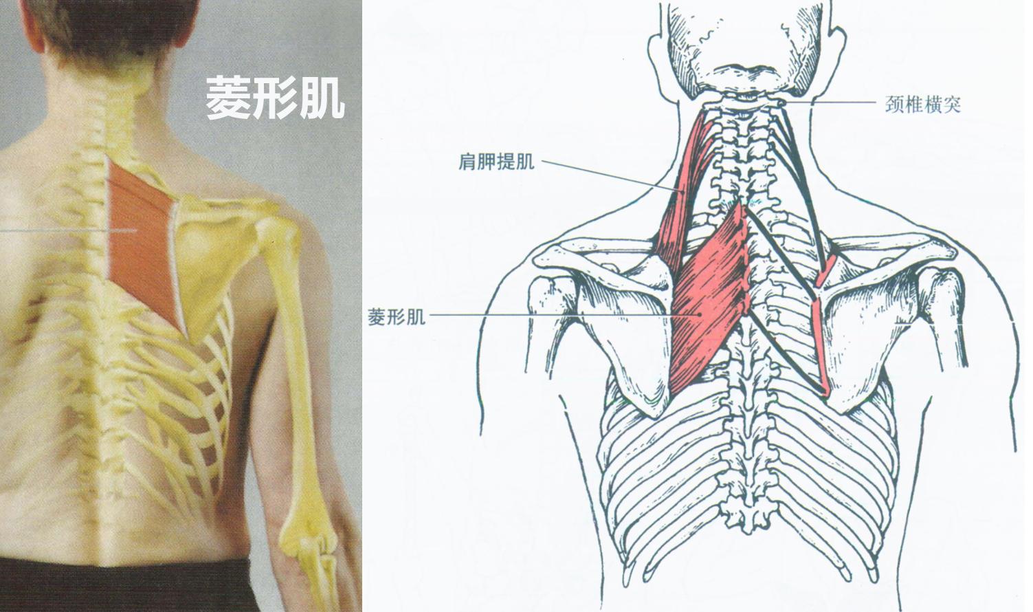 体态大师翼状肩胛要沉肩吗,体态大师翼状肩胛错误动作