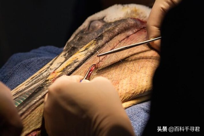 鹈鹕吞猎物到肚子里是怎么样的,鹈鹕的嘴真的是大口袋吗