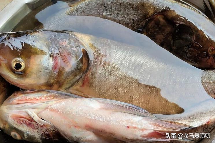 鲢鱼怎么处理才会没有土腥味,花鲢鱼怎么做没有土腥味儿