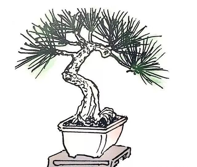 盆景如何养成粗细变化明显,盆景怎么不让树长高