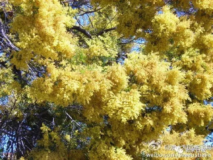 我们要评“国花”了！网友又吵翻了天！你pick哪种？