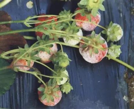 如何有效防治草莓黑星病,草莓白粉病如何预防和治疗