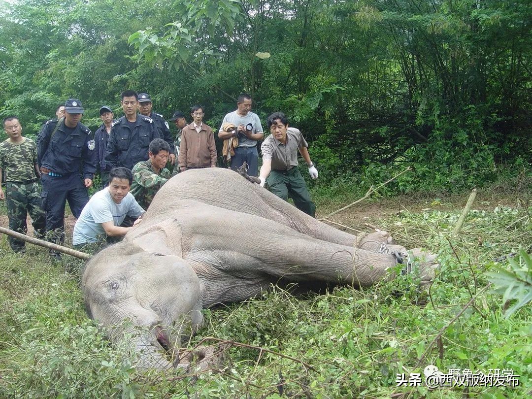 小象们,小象们你好英语
