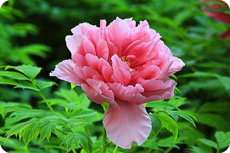 世间事世人度,世间事人间理